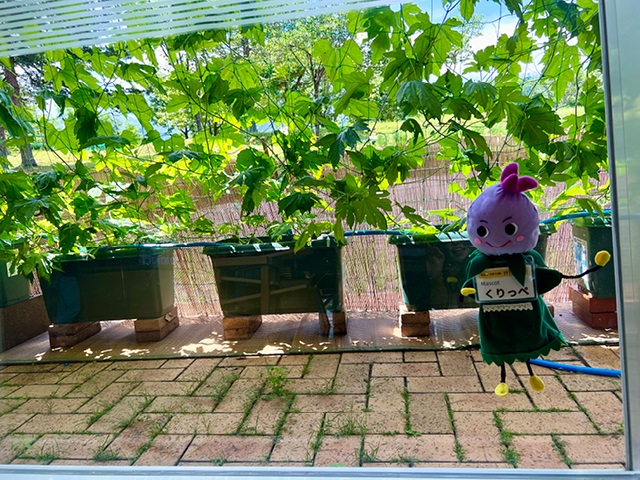 ゴーヤで緑のカーテン